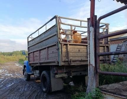 Фото пресс-службы Россельхознадзора по Хакасии и Туве